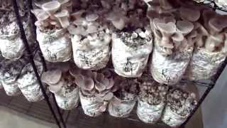 Mushroom Adventures Episode 19 Part 4 -- Casing to Increase Mushrooms