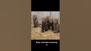 Cheetah Cubs Meowing 