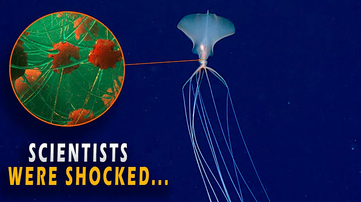 The INSANE Biology of Magnapinna Squid