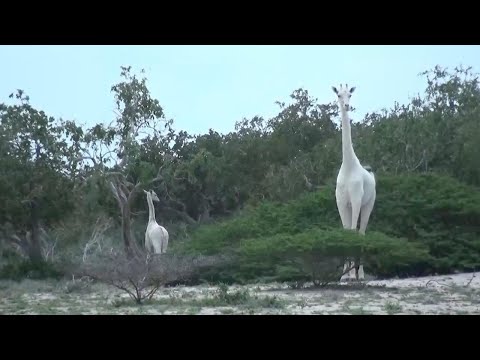 Rare White Giraffe Discovered