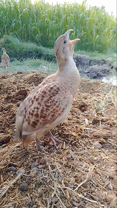 Dakhni teetar Irani teetar Teetar ki awaz #shorts