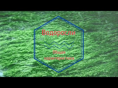 Водоросли - общая характеристика (6-7 кл)