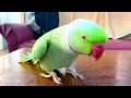 Funny Parrot Talking and Dancing | Funny Pet video | Cute Animals Mp3 Song