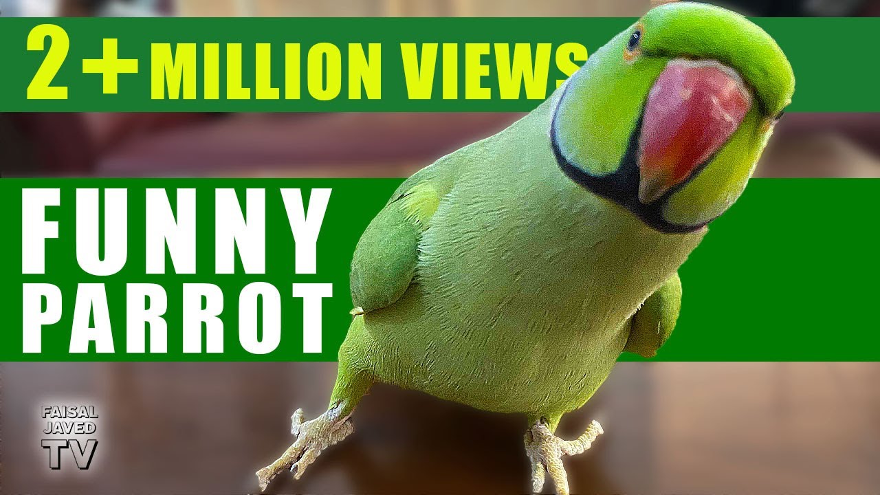 Funny Parrot Talking and Dancing  Funny Pet video  Cute Animals