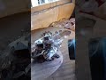super dark super clear gem smokey cluster #crystals
