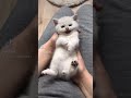 Little cute fluffy #kitten #shorts