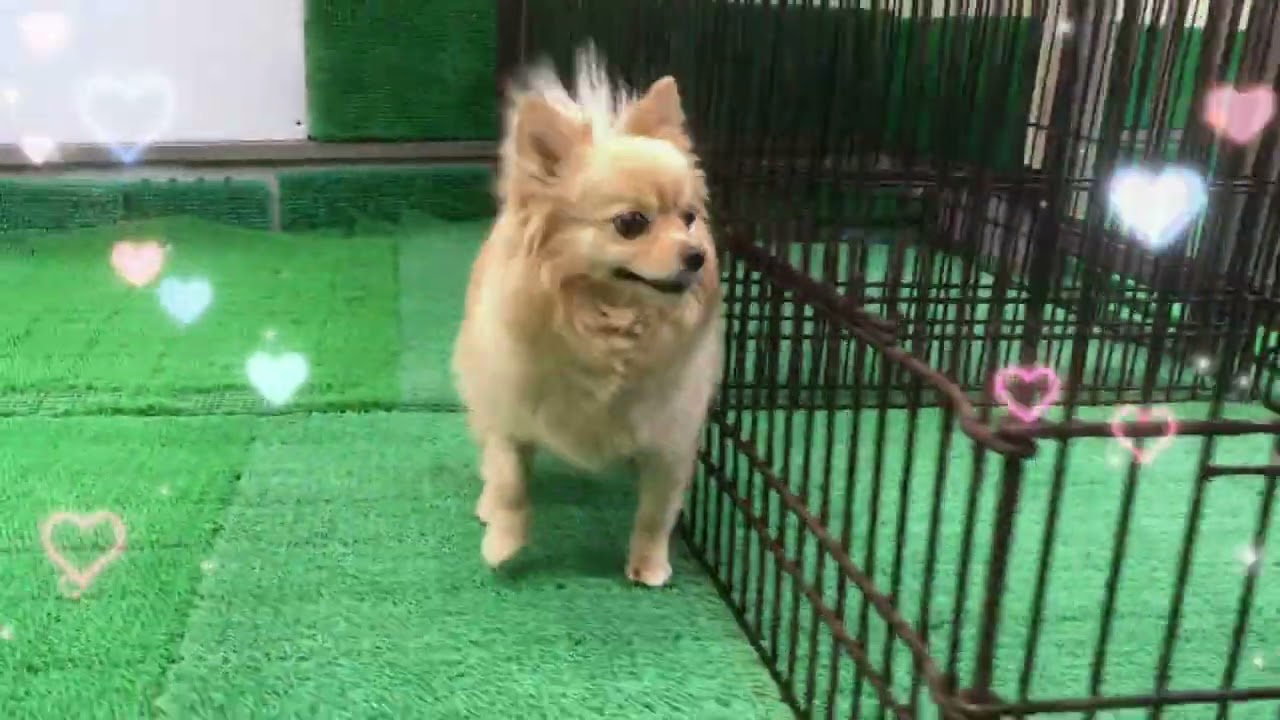 ダックペットサービス　朝のわんこ達