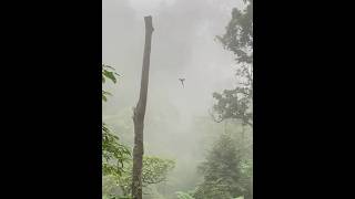A Quetzal Mid Flight Looks Like A Mythical Bird