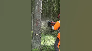 HOW TO BECOME A PROFESSIONAL LUMBERJACK?