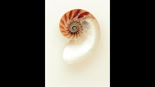 Pbs Nova - Nature Doentary - The Shape Of Things