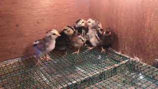 Silver Ameraucana & Easter egger & cheong chicken chicks