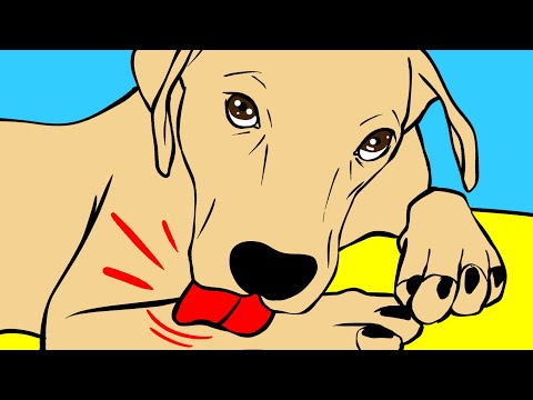 Vídeo: 5 Fatos Fascinantes Sobre Cães Que Você (provavelmente) Nunca Conheceu