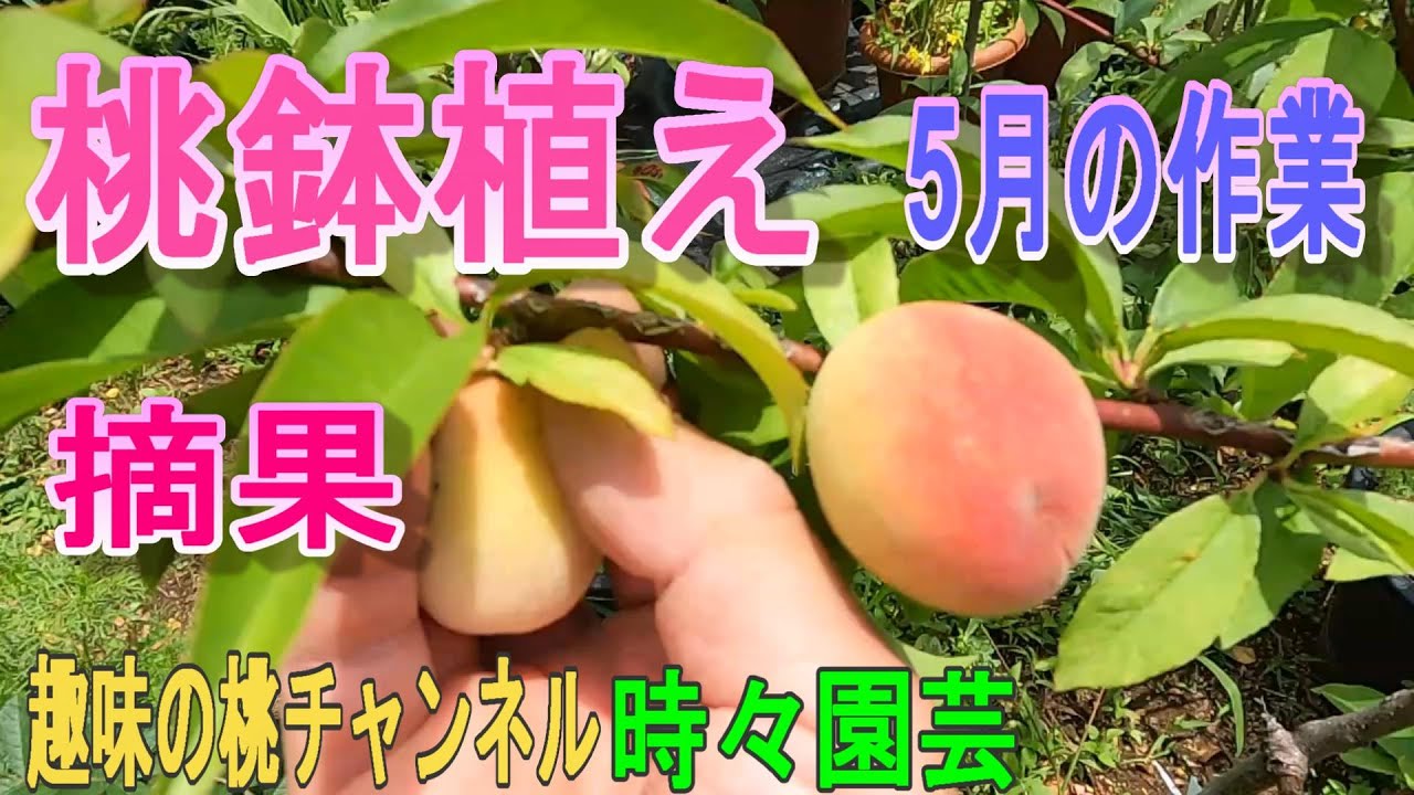 Potted Peach Tree] May Tasks: Fruit Thinning 07/10/23 - YouTube