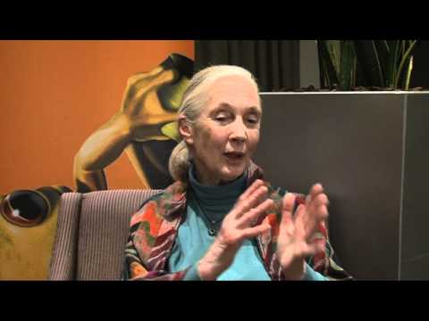 Dr Jane Goodall Interview