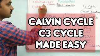 Calvin Cycle Dark Reaction Tricks And Tips Tamil