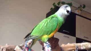 senegal parrot screaming