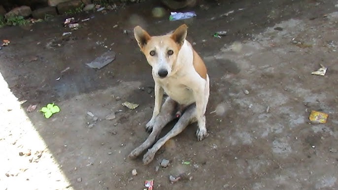 Why won't my legs work?" Puppy dragging legs rescued after car accident... - YouTube