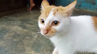 viral!!!!! kucing beranteeem#kucingbandel #berantem