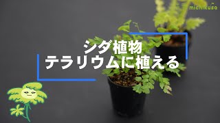 アグラオモルファ コロナンスジム Aglaomorpha coronans（シダ植物