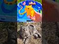 Animal Names | Kids Learn with Toys: Rhino Capybara Cat Gorilla Sheep