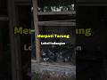 Beternak Merpati Lokal