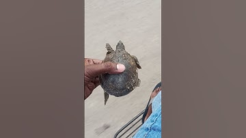 saving a tortoise - rescue mission | saved and helped a tortoise to cross road