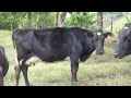 Cruzamiento genético entre las razas Holstein y Jersey - TvAgro por Juan Gonzalo Angel