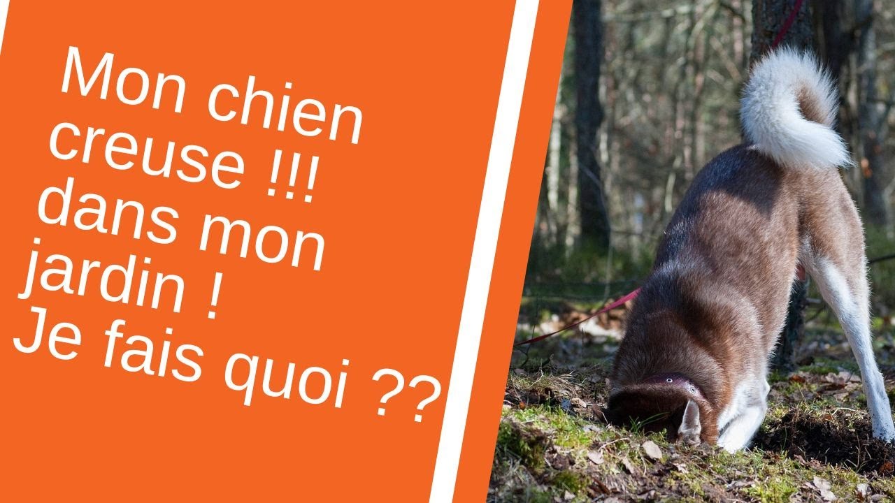 Mon chien creuse dans le jardin fait des trous que faire ? YouTube