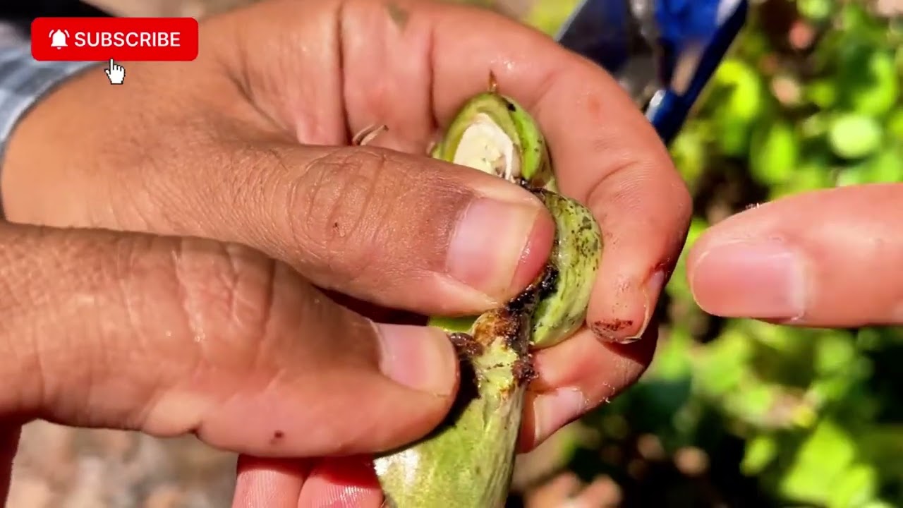 វិធីសង្កេតមើលដង្កូវក្នុងចំការចន្ទី