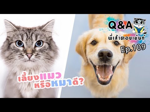 วีดีโอ: เลี้ยงแมวหรือหมาดีกว่ากัน?