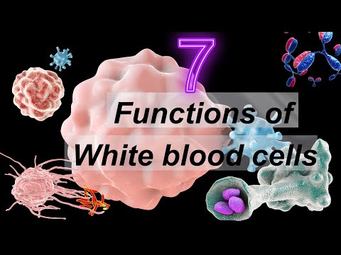 7 Main Functions of White Blood Cells in the Human Body | White Blood Cell | Types & Functions