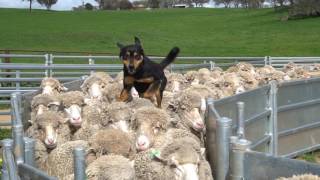 Yard Work. New Imported Australian bloodlines to Devonairs kelpie stud.