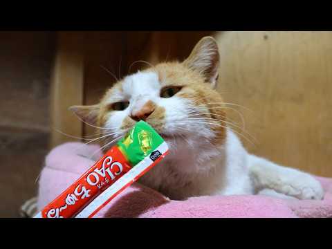 野良猫にちゅーる 260402