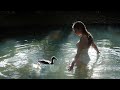 Calming swim with my pet ducks daily life in the countryside