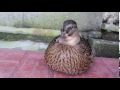 コールダック（メス）の鳴き声