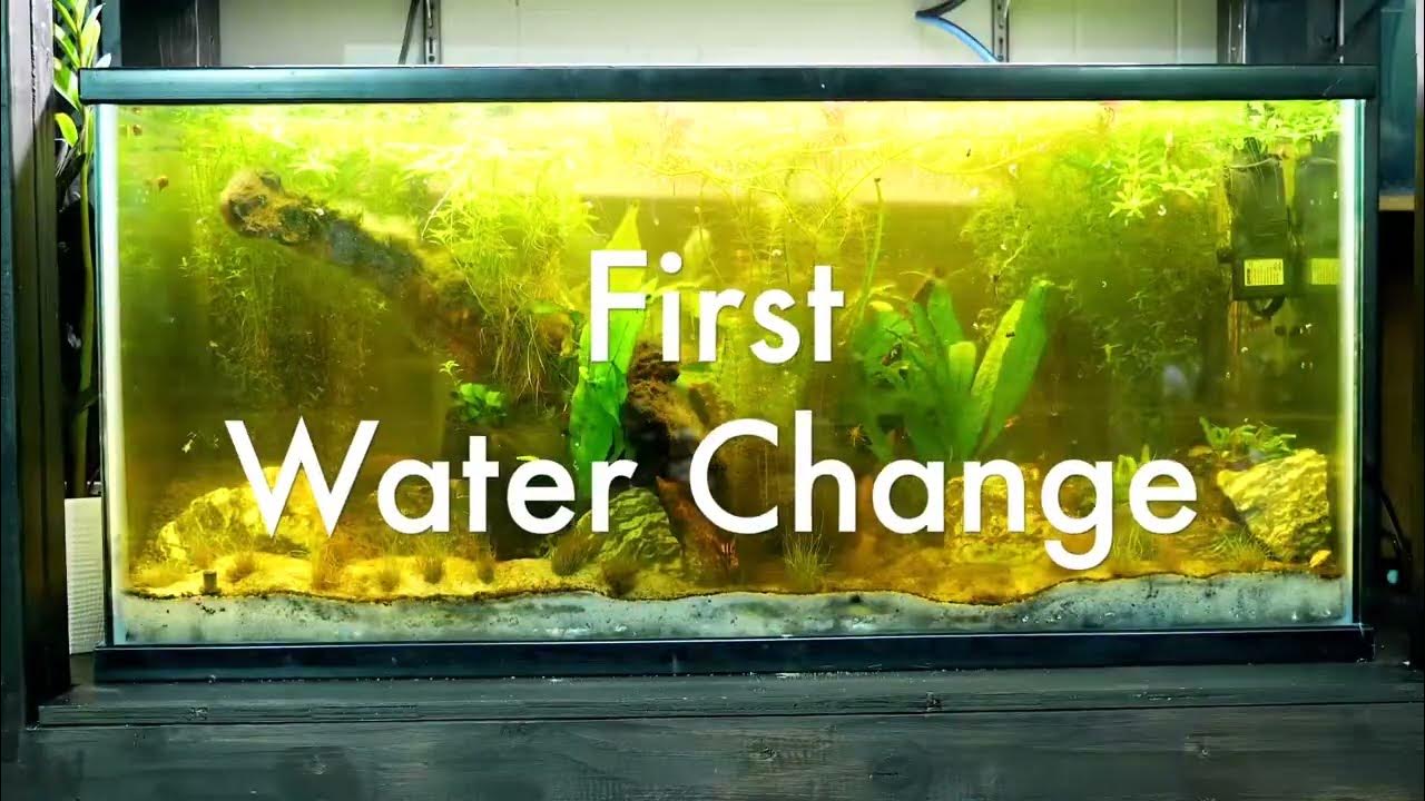 First Aquarium Water Change (4 Weeks) YouTube