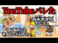 お母さんにYoutubeバレて本気で怒られてしまいました #猫ミーム #猫マニ