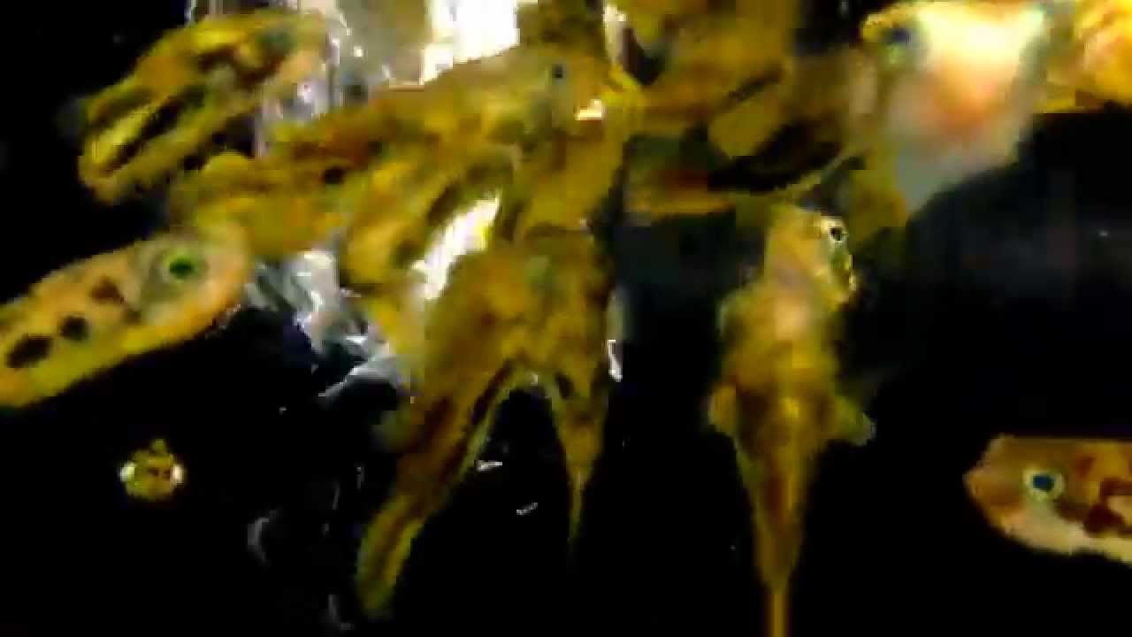 Golden dwarf puffer - Tropical freshwater fish for sale
