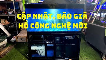 Cập Nhật, Báo Giá Hồ Công Nghệ Cá Rồng 09/2022 | Hồ Cá Rồng Hoàng Lam | HLA