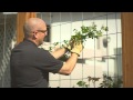 Planting and training your climbing rose
