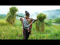 Single mother rice harvesting and storage take two children to the amusement park