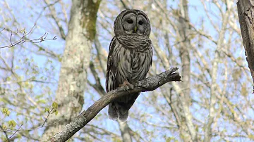 Barred Owl Hooting (HD)