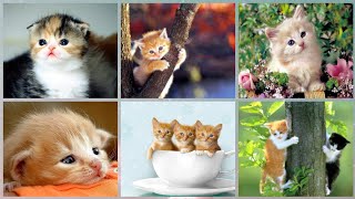 Cute cats images, Whatsapp dp, Wallpaper photo, DP status, Latest cat wallpaper, O'Tmn Such That