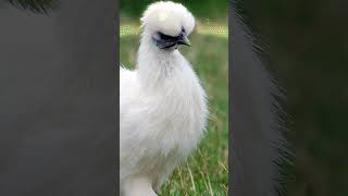 Dünyanın En Tüylü 10 Hayvanı