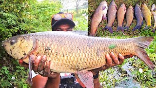 Big Fish Rohu Fishing Techniques | mosted Hook Fishing | Singal Hook Fishing Video | Carp Fish