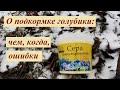 О подкормке голубики: чем, когда, ошибки