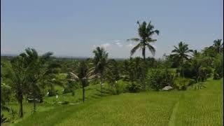 Background video pemandangan alam bebas hak cipta - free copyright - feel the summer