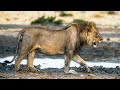 Competing For Water In Botswana’s Dry Salt Flats | Botswana's Wild Kingdom | Real Wild