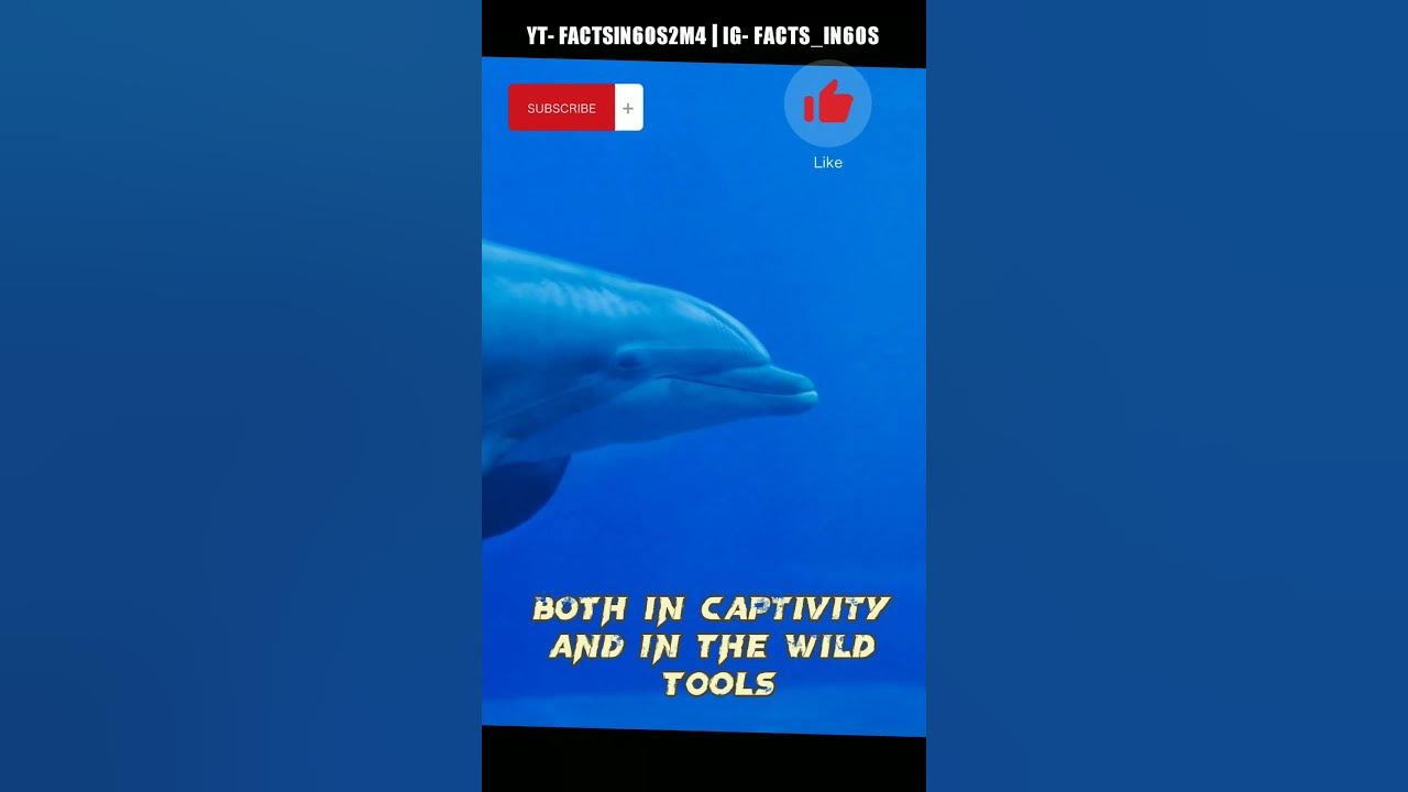 "🐬 Dolphin Intelligence Unveiled: Fascinating Facts & Smart Nature