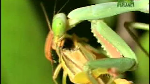 Nature's Perfect Predators- Praying Mantis